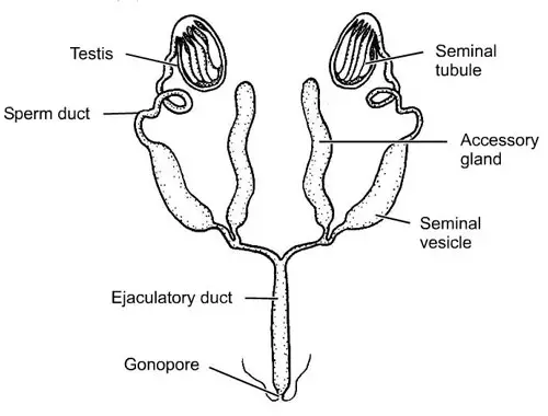 Sistema reproductor masculino típico de un insecto modelo