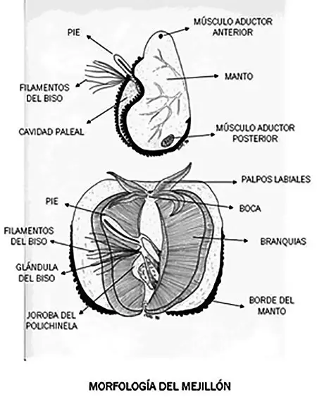 Anatomía de Mytilus edulis