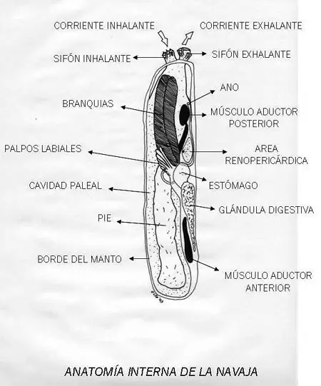 Anatomía de una navaja