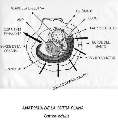 Anatomía de Ostrea edulis