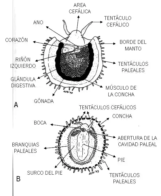 Anatomia de la lapa