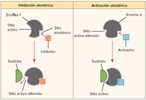 enzimas alostéricas