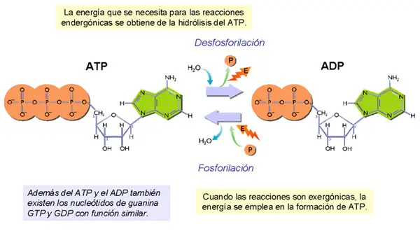 Esquema de la molécula de ATP, ADP y AMP