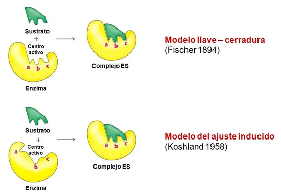 Modelos de acomplamiento enzimatico. Modelo llave-cerradura y ajuste inducido