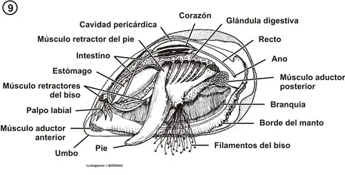 Anatomía interna de un bivalvo