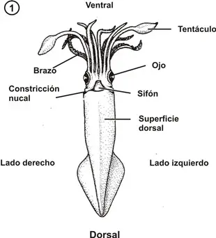 Morfología externa cefalópodo