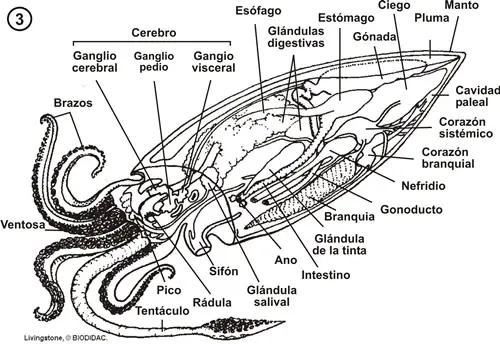 Anatomía interna cefalópodo