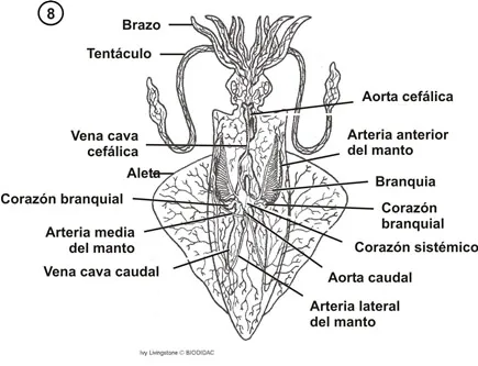 Sistema circulatorio de un cefalópodo