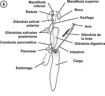 Aparato digestivo de un cefalópodo