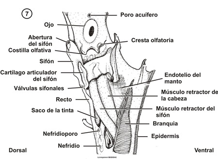 Anatomía interna de un cefalópodo