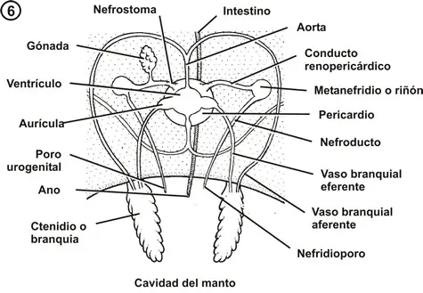 Sistema circulatorio de un molusco