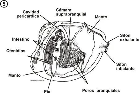 Anatomía del interior de un bivalvo, branquias