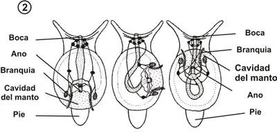 Moluscos gasterópodos. Características generales