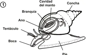 Anatomía básica interna de un gasterópodo
