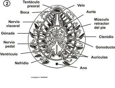Anatomía interna