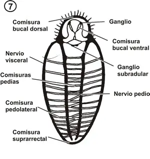 Sistema nervioso de un quitón