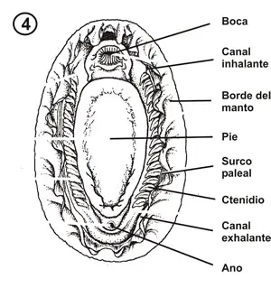 Morfología ventral de un quitón