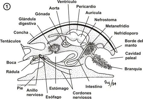 Anatomia interna y externa