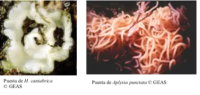 Diferentes tipos de puesta de opistobranquios