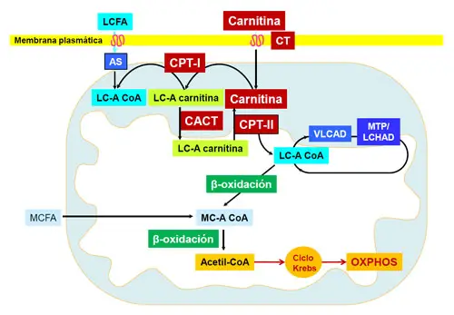 papel de la carnitina en el transporte de ácidos grasos al interior de la mitocondria