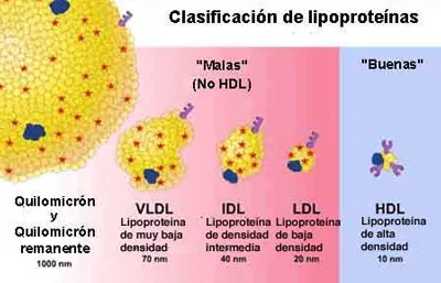 lipoproteinas