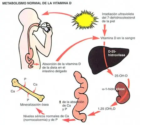 Metabolismo de la vitamina D
