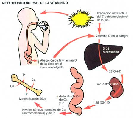 Vitamina d3 beneficios