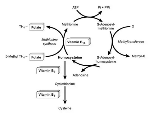 Papel de la vitamina B6, los folatos y la vitamina B12 en el
metabolismo de la homocisteína
