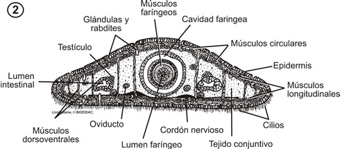 Anatomía interna de una planaria