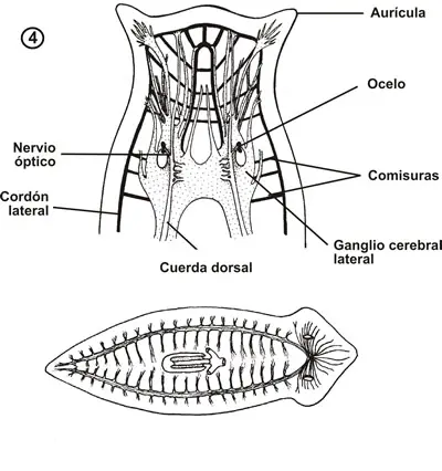 Sistema nervioso de un platelminto