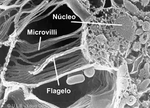 Vista de un coanocito al microscopio electrónico de barrido