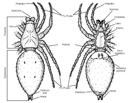 Morfología externa de una araña