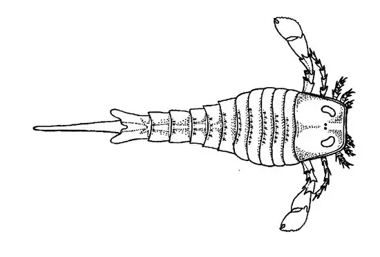 Eurypterus vista dorsal