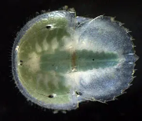 Larva de Limulus
