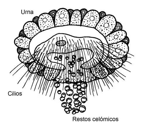 Urna ciliada de Sipunculus