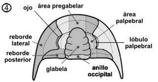 Céfalon, zonas más importantes