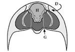 Hipostoma Conectado