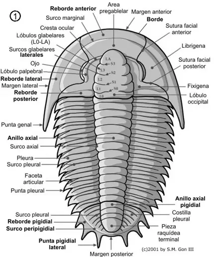 Morfología dorsal