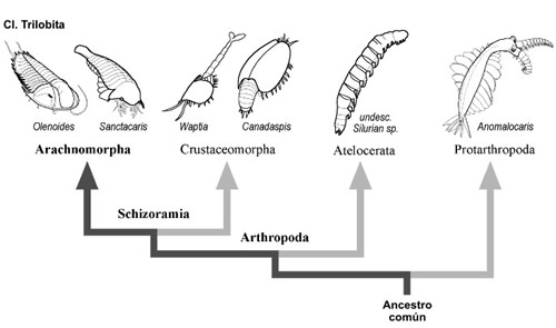 Trilobites. Origen y evolución