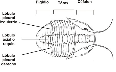 Cuerpo de un trilobite