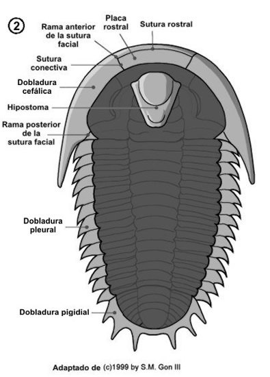 Morfología ventral