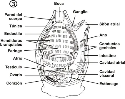 Anatomía de una ascidia