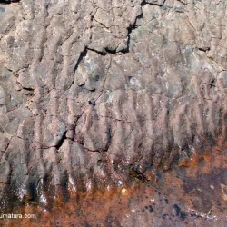 Ripple
