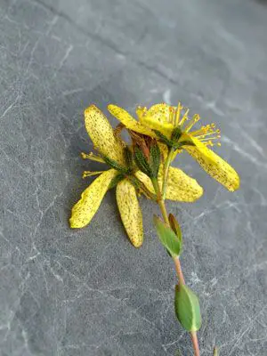 Hypericum richeri subsp. burseri