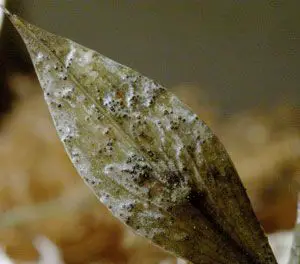 Phaeosphaeriopsis glaucopunctata