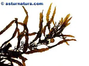 Sargassum flavifolium