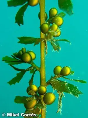 Sargassum muticum