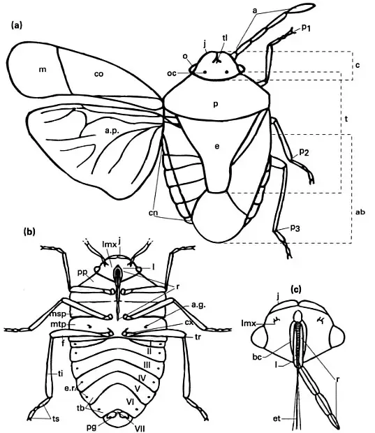 Morfología de un hemíptero