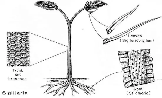 Reconstrucción de Sigillaria brardii