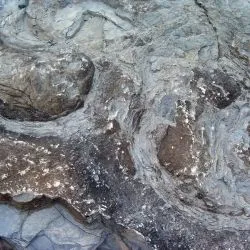 Icnitas de saurópodo Z4 31